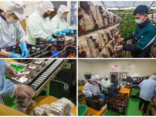 食料品製造業（栽培管理・収穫・パック詰め・出荷）