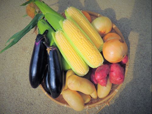 朝晩の寒暖差が野菜の甘みを引き出す