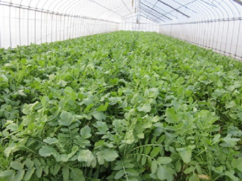 大和の伝統野菜「祝だいこん」の出荷がまもなく始まります