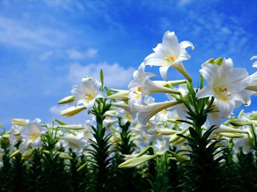 地上には花々が咲き誇る（提供：和泊町）