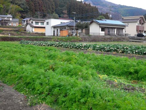 きさらぎ農園。有機栽培に取り組んでいる先輩移住者を訪問します。　https://www.romanticyame.com/img/pdf/Yame-style03.pdf