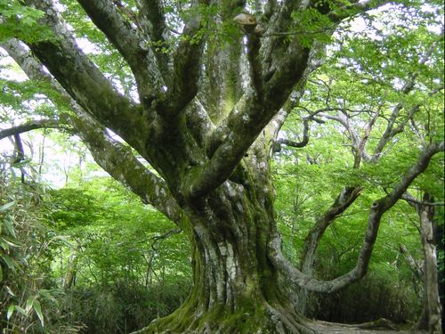 大川村