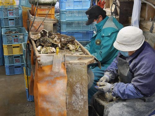 岩ガキ養殖現場での仕事風景