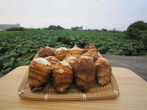 さといもの生産（四国中央市）