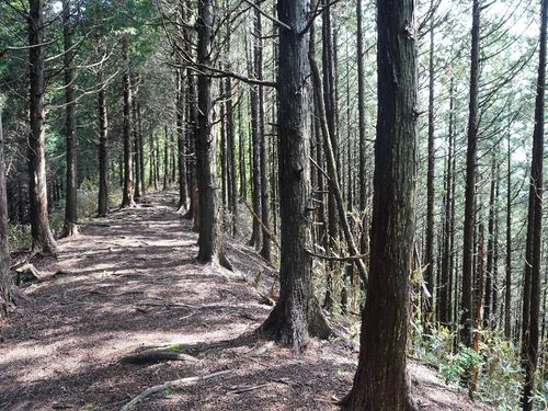 美しい祇園山の登山道