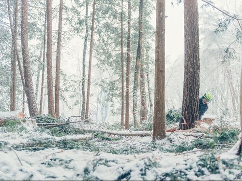 雪が降る中、アカマツの木を伐る木こり