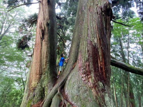 樹齢1,000年を越える木々に囲まれて◎常にいのちの繋がりを感じる環境が日常にあります
