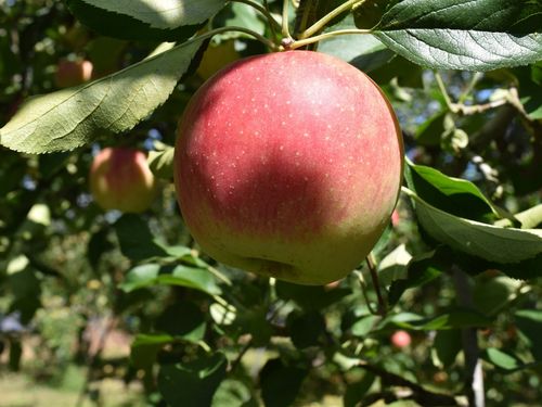 西日本最大級のりんごの観光農園もあります