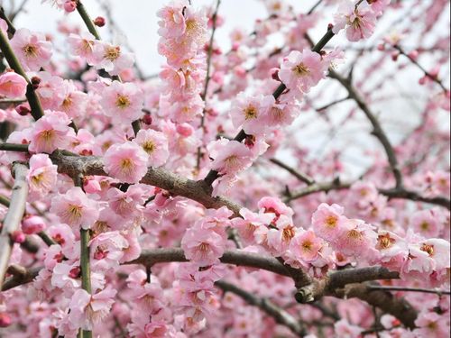 月ヶ瀬の梅花