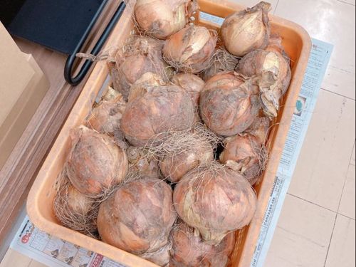 「好きなだけ持ってって！」と言われた玉ねぎ。これが日常です。