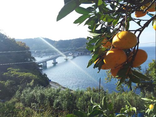 今回は３つの地域の食材をご紹介します！写真は周防大島町のみかん
