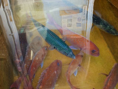 家島の魚たち