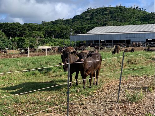 たくさんの動物達とも触れ合うことができる石垣島