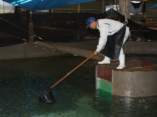 アユ釣りの様子