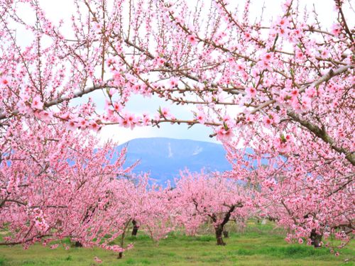 春には桃の花が咲き乱れ、そこは桃源郷！