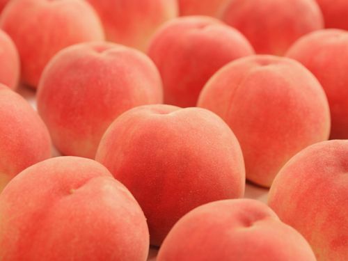 この桃🍑も美味しいです。桃のづくりの秘訣、教えます！