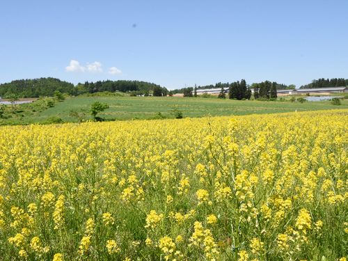 徳良湖の花畑
