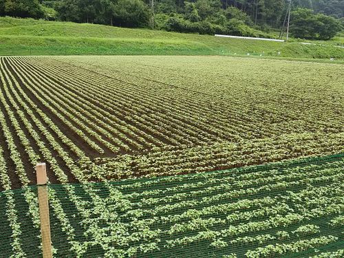 昨年8月初旬、そば発芽後の生育の様子
