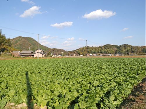 農業研修では白菜の収穫を行います！