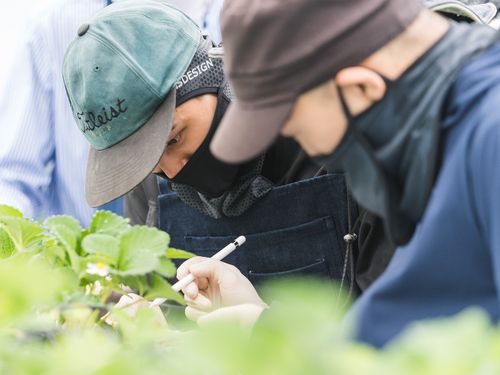生育状態の調査中は真剣そのもの。