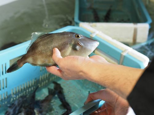 島の漁師さんが活け魚を直接届けてくれる生簀