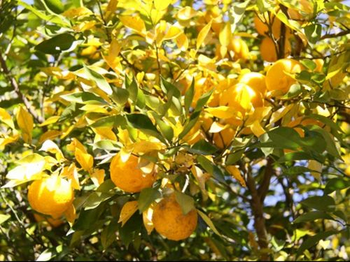 茂木町の誇るおいしい恵み、ゆず！
