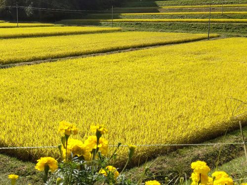 刈取りを待つ棚田