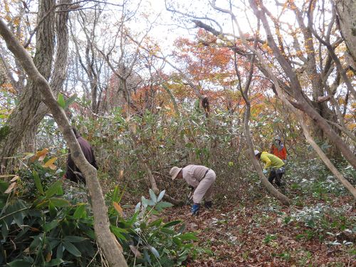鉢伏山での保全活動