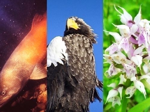 昔からずっと守られてきた自然環境には、幻の淡水魚と呼ばれる"イトウ"や、絶滅危惧種に指定されている"オジロワシ"、高山植物である"ハクサンチドリ"等、希少な動植物が今尚生きており、人と自然とが共生する暮らしを続けています。