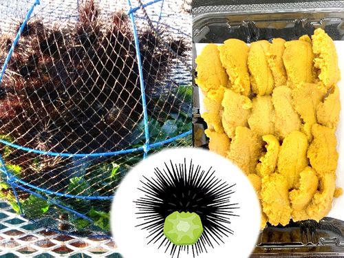 特産のブロッコリーの茎を餌にしたガンガゼ養殖(ウニッコリー)