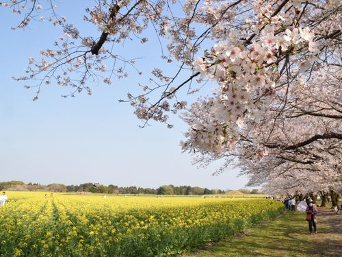 春には花まつりが開催されます！