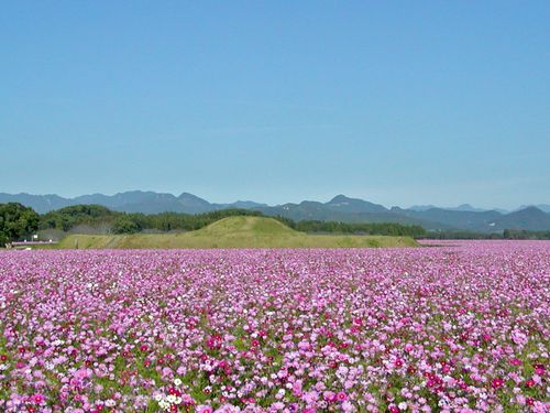 ひまわりの後はコスモスの絨毯が広がります。