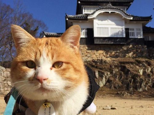 備中松山城の猫城主「さんじゅーろー」