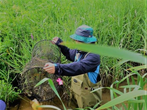 生物調査の風景