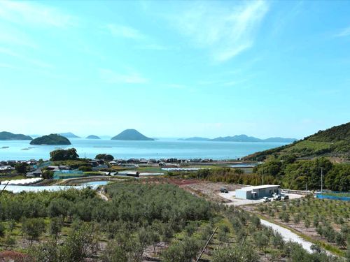 オリーブ園と瀬戸内海が見える絶景ポイント