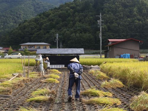 機械を使わない伝統的な収穫方法が残る飛騨地方