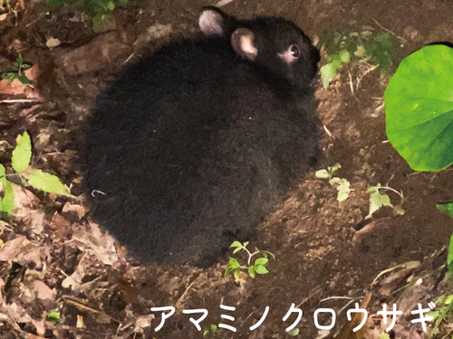 国の天然記念物「アマミノクロウサギ」に会えるよ！