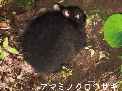 国の天然記念物「アマミノクロウサギ」に会えるよ！