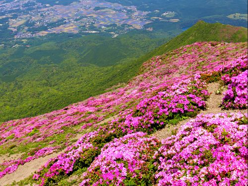 初夏に咲く霧島連山のミヤマキリシマ