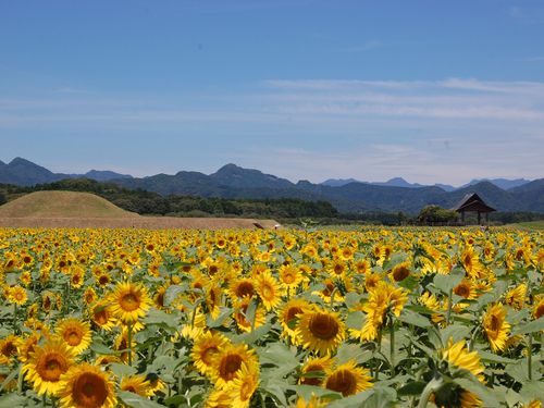 季節の花々が楽しめる西都原