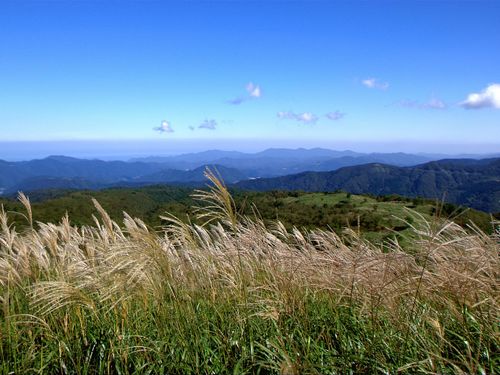 多様な生態系を育む上山高原のススキ草原