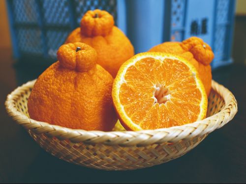 かんきつ類もたくさん生産されています