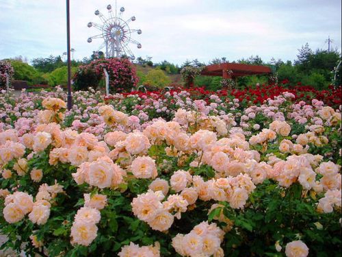 蜂ヶ峯総合公園＠和木町：季節の花とアミューズメントが待ってます