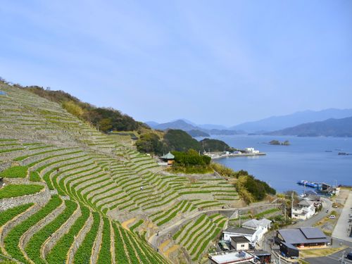 宇和島の棚田