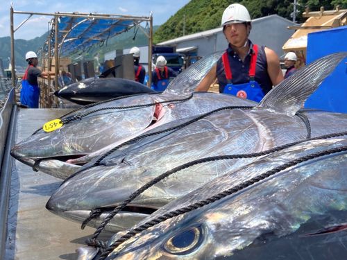 三重県熊野市で生産されたマグロが全国へ配送されます。