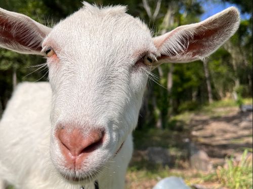とくとの看板ヤギMILKです。