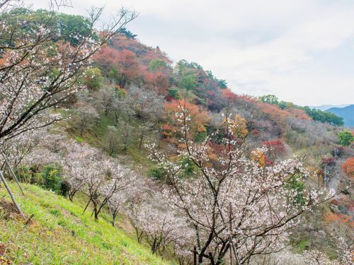 桜山公園の冬桜と紅葉