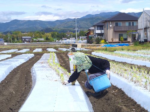 苗植えの作業風景