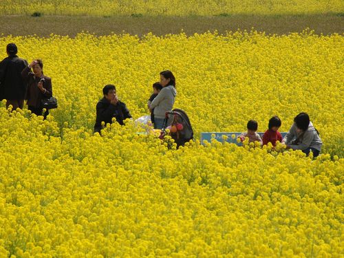 毎年３月末〜４月初旬頃の「菜の花祭り」もお楽しみ