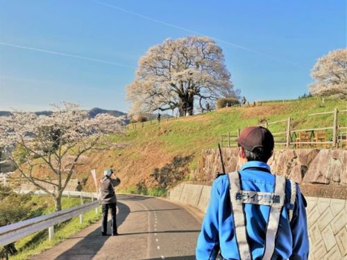 樹齢1,000年以上といわれる「醍醐桜」での駐車場案内も毎年行っています